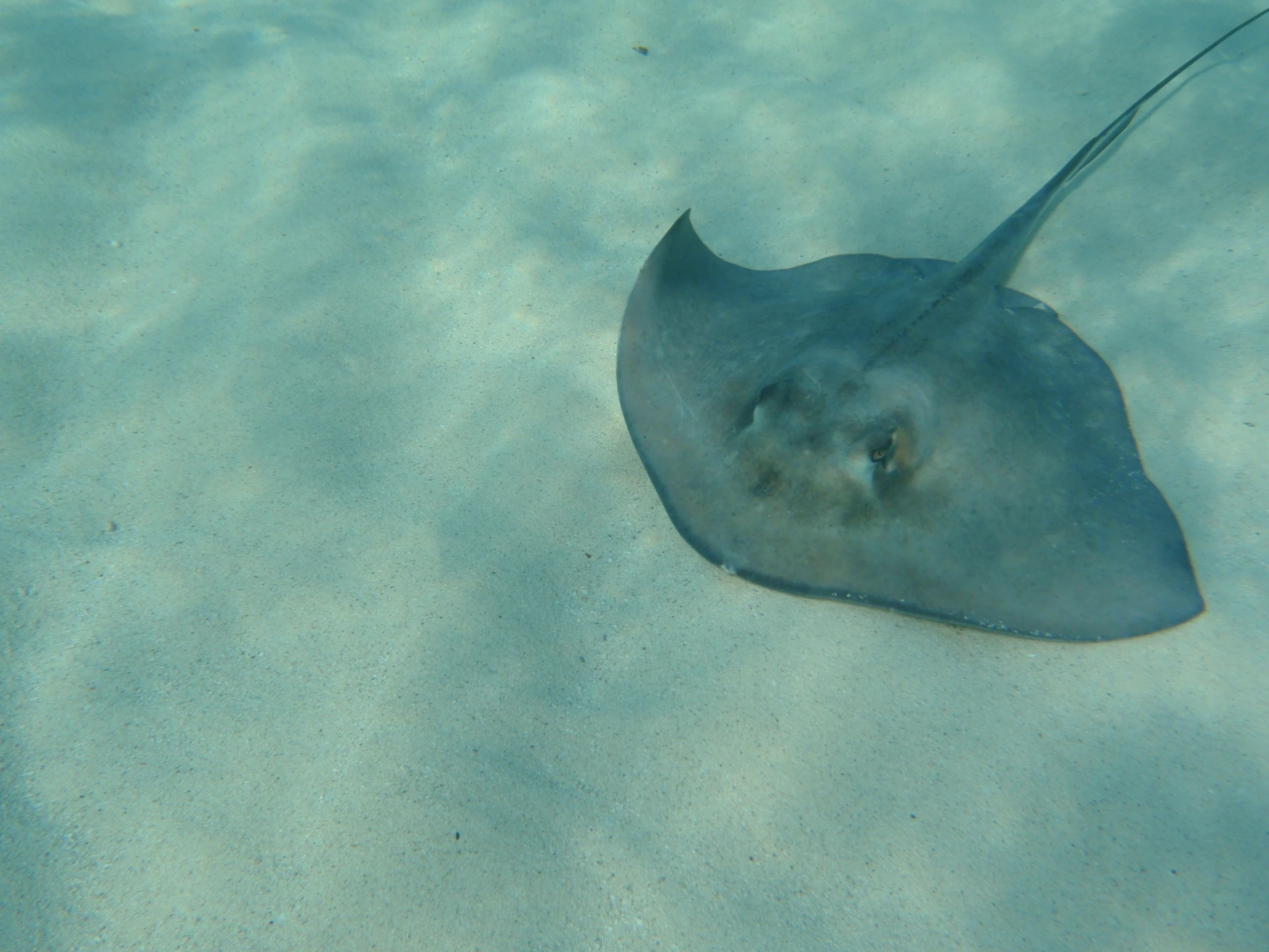 a stingpig lays on the sandy bottom of the water