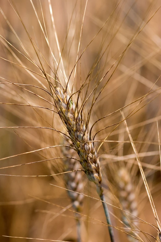 this is a close up s of the stem of a wheat