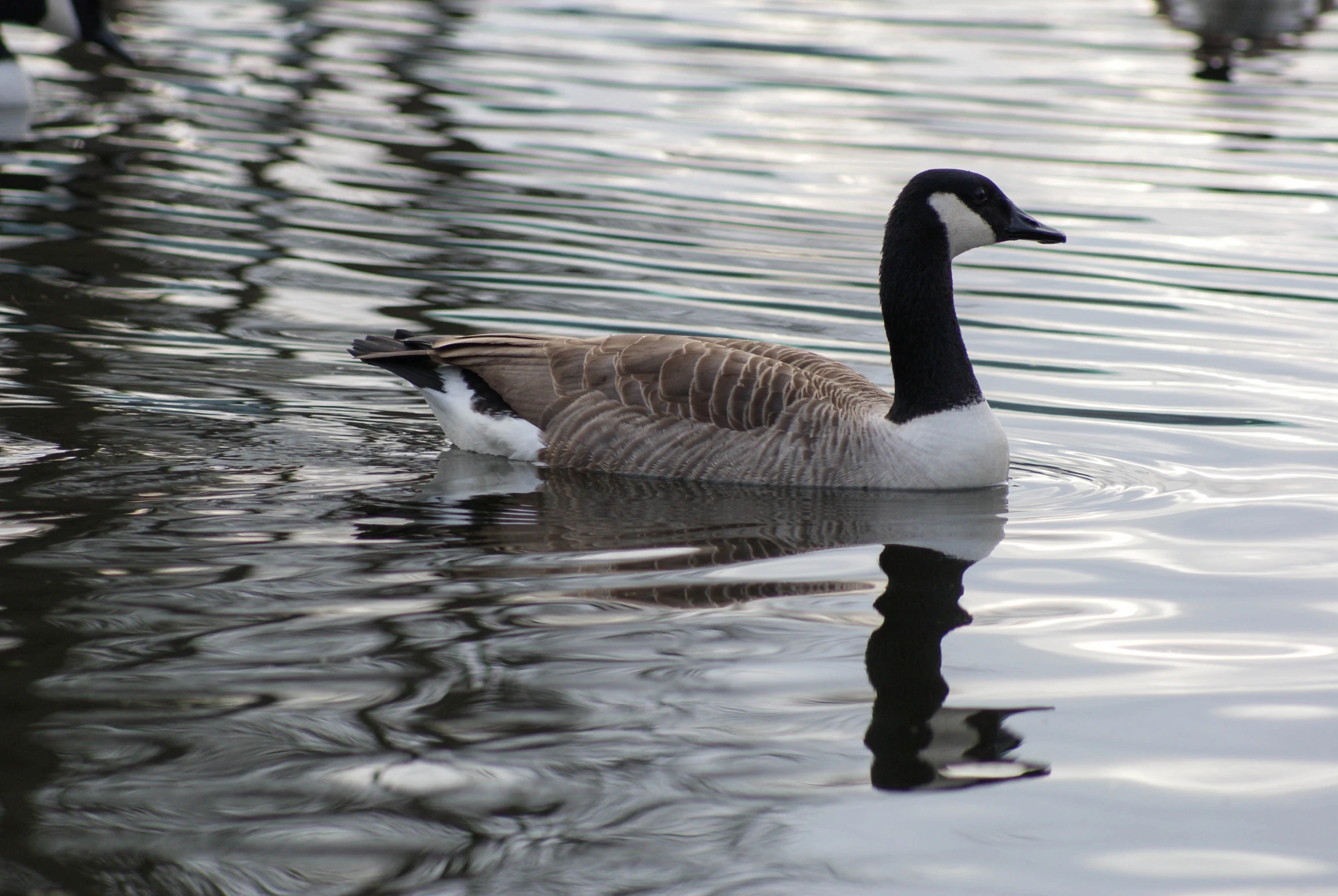 a goose swimming on a body of water