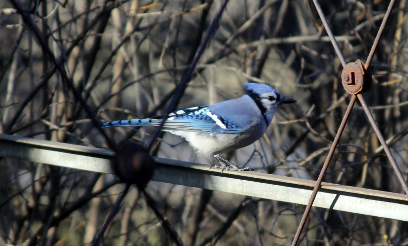 a blue jay perches on a fence post