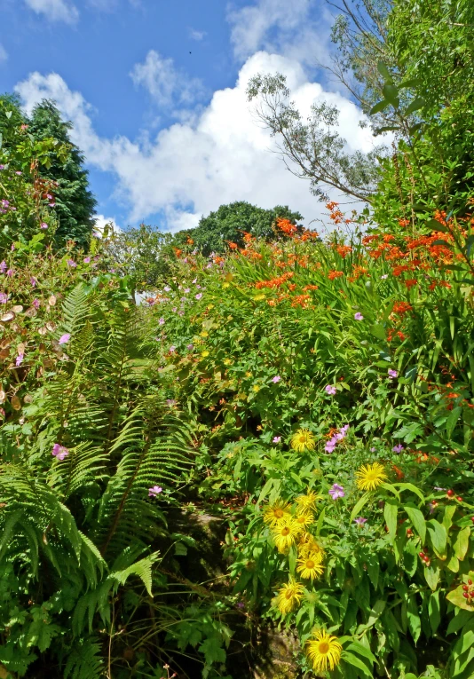 many flowers are growing in the woods