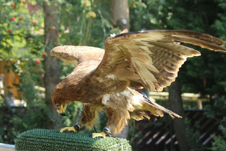 a large bird is on top of a fence