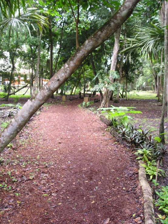 an image of a path through the woods