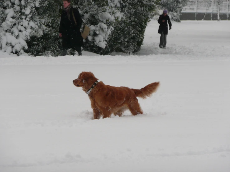 a dog in the snow next to a tree