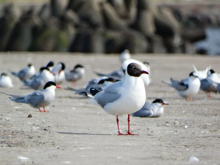 many seagulls sitting on a wet surface looking for food