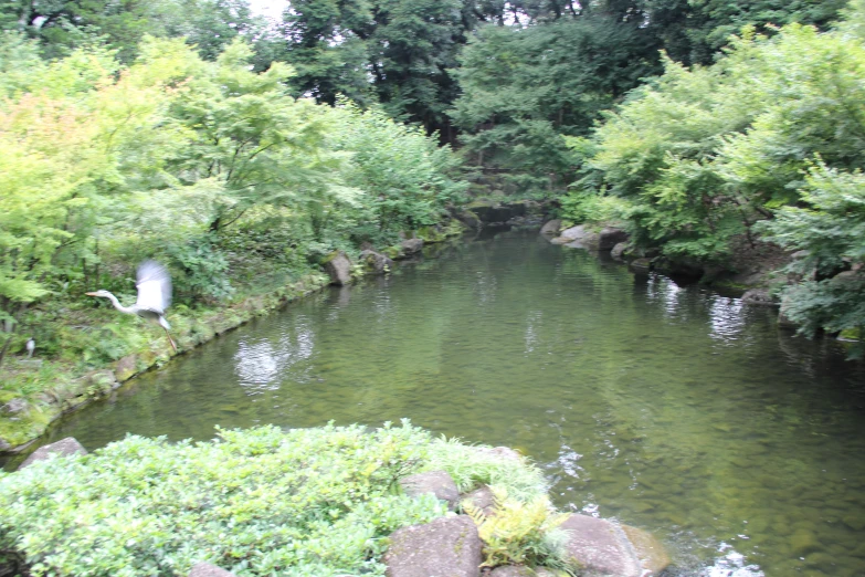 an animal stands in the middle of a creek