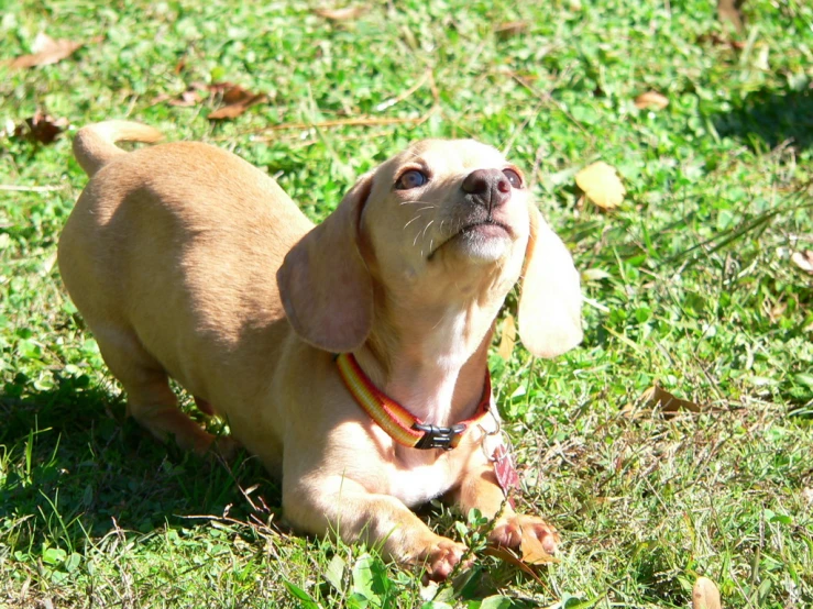 a little dog sitting in the grass next to its owner