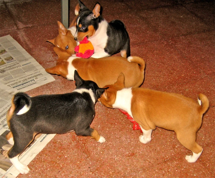 three puppies playing with a toy on a newspaper