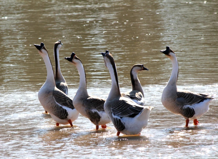 three ducks are standing in shallow water near the shore
