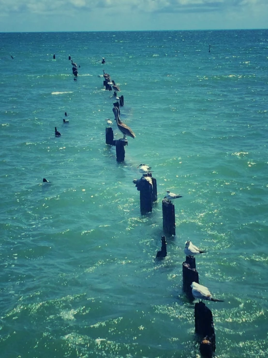 birds are sitting on some pillars in the water