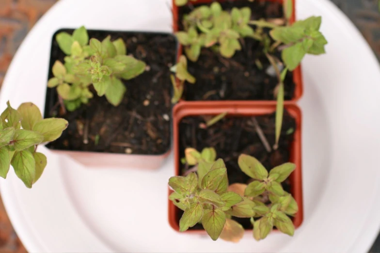 four plants on a plate with green leaves