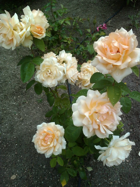 peach colored roses grow on the sidewalk