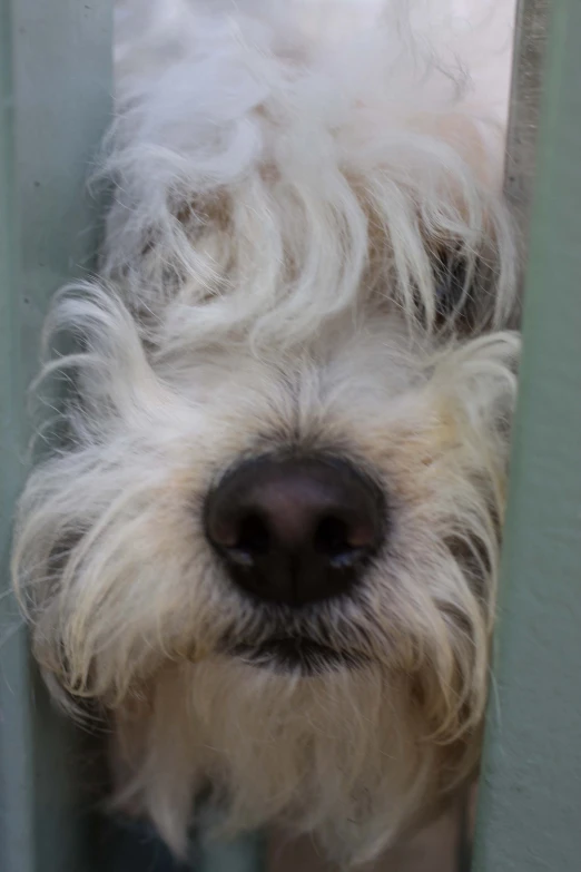 an old white gy dog standing next to a door