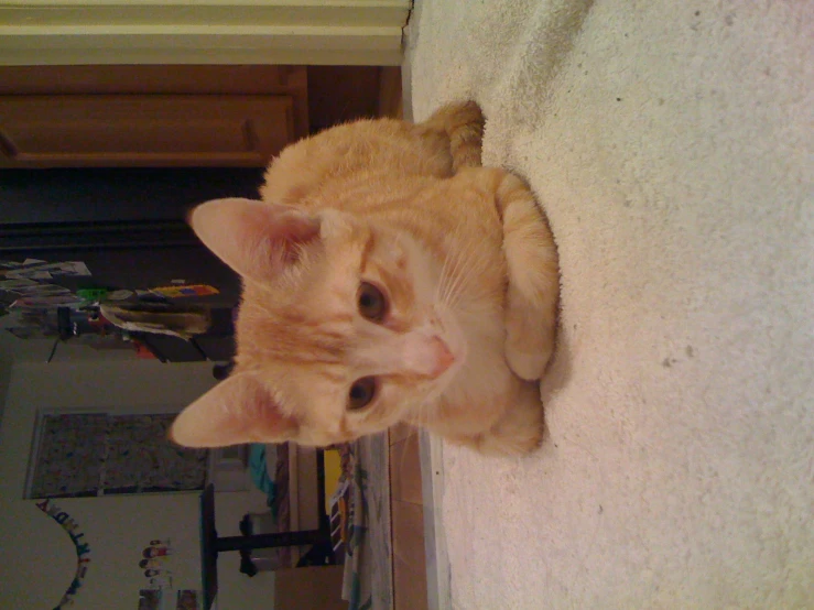 an orange cat sits on the floor looking at soing