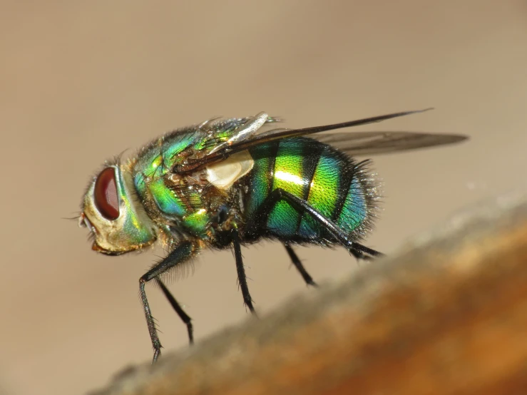 a close up of a fly with black legs and green and blue stripes