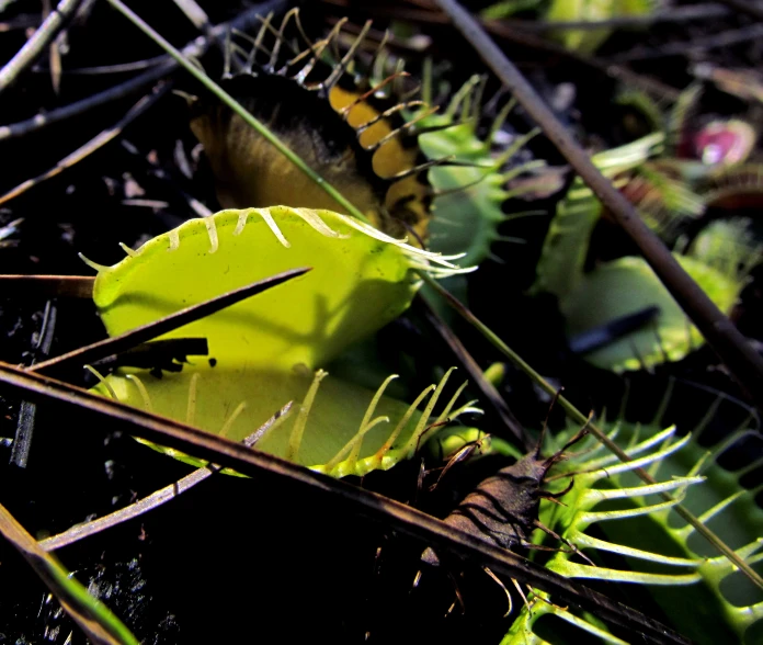 the fern has very thin leaves on it