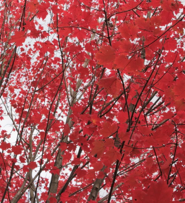 a large tree has several red leaves