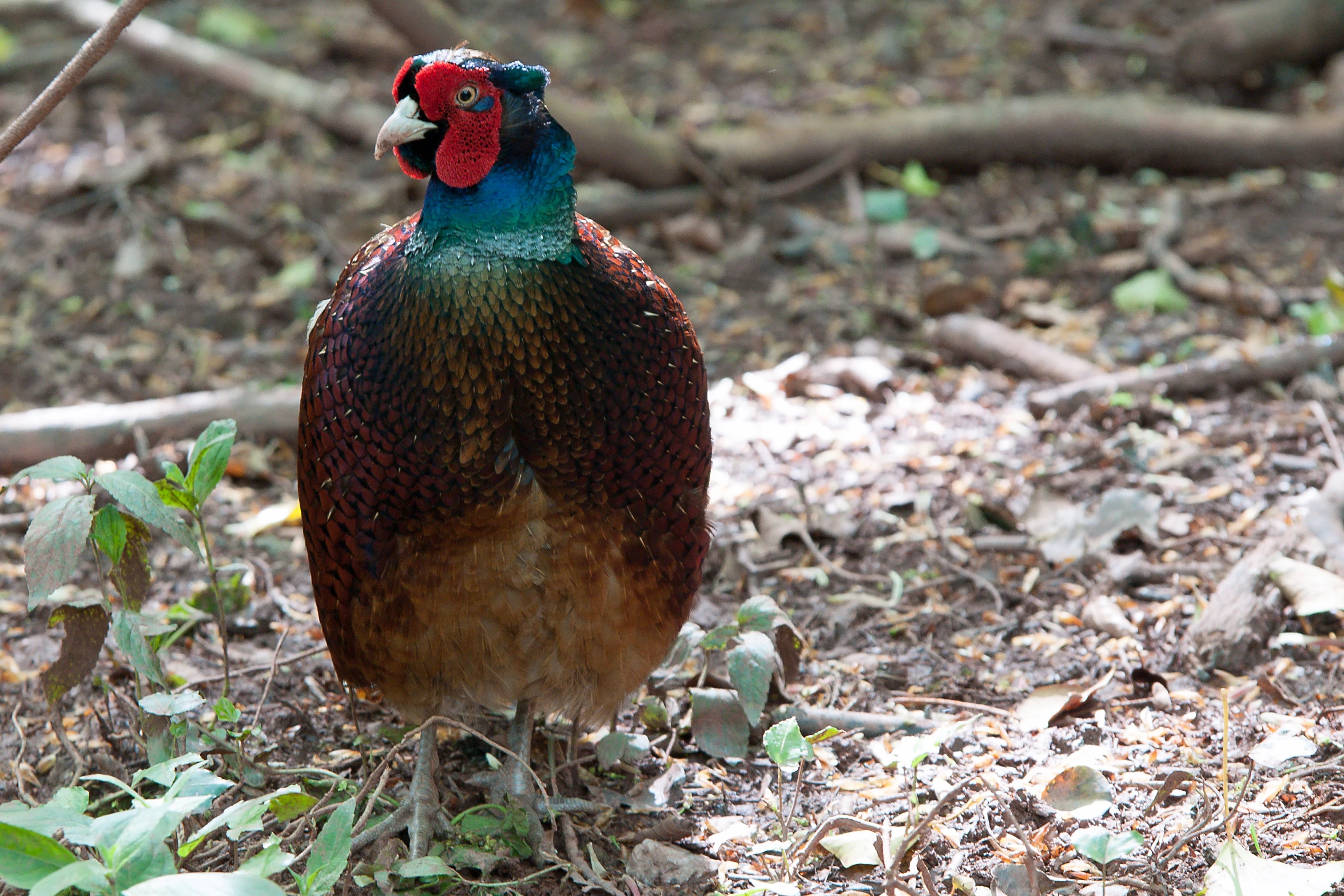 an ornate pheasant walks through the foliage and rocks