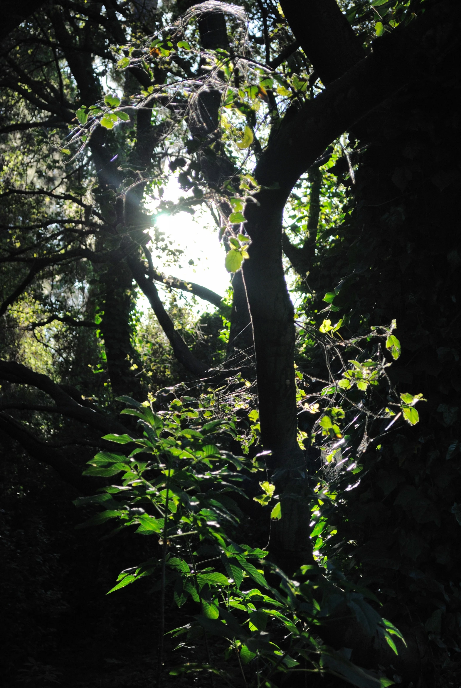 sunlight coming through trees in the middle of the woods