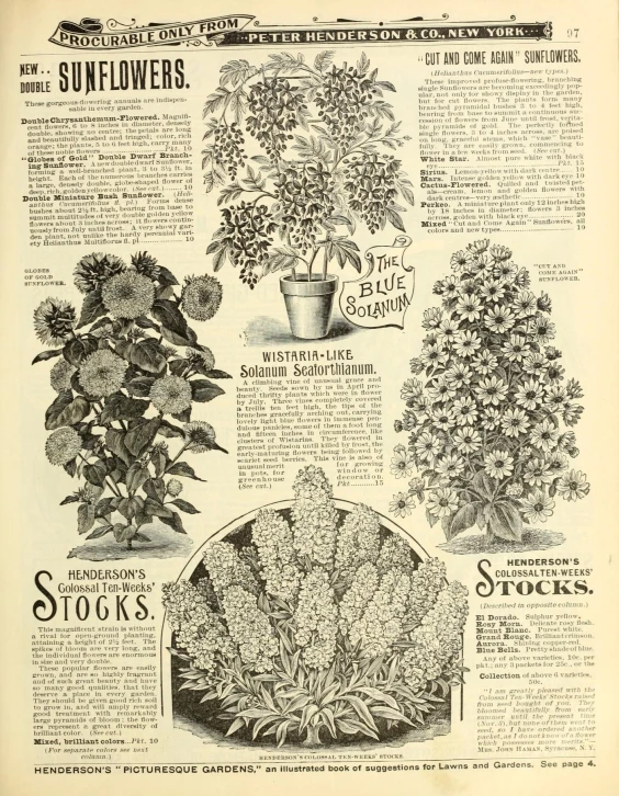 an old print ad for stok's flowers
