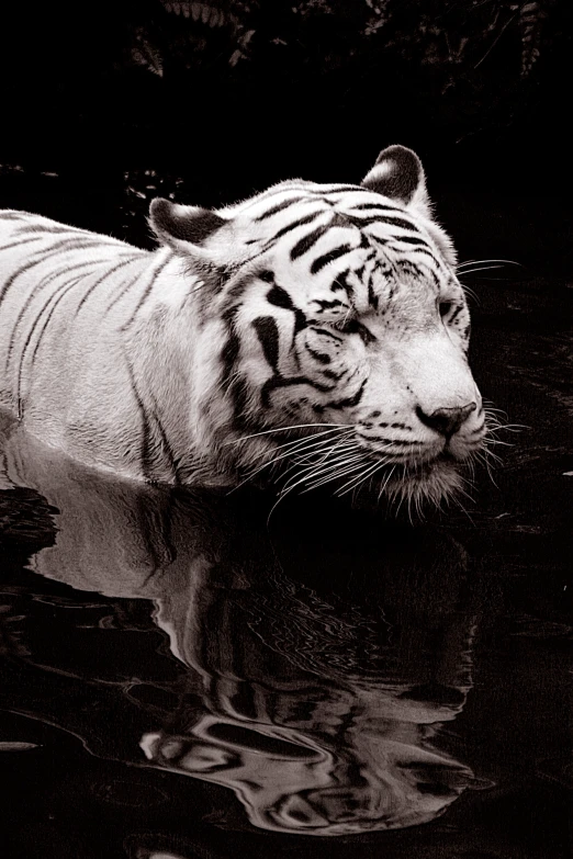 white tiger partially submerged in water with dark background