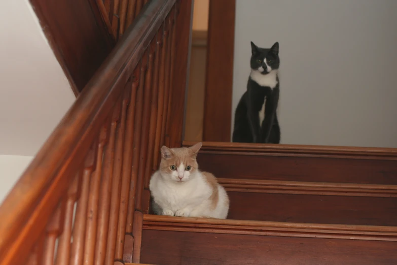 a cat is looking at the mirror while a smaller cat stands on the stairs