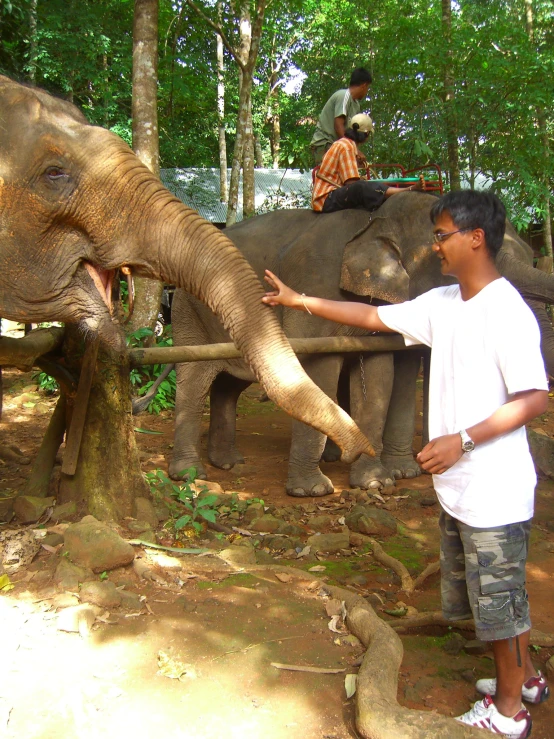 man feeding the tusked elephant at a zoo