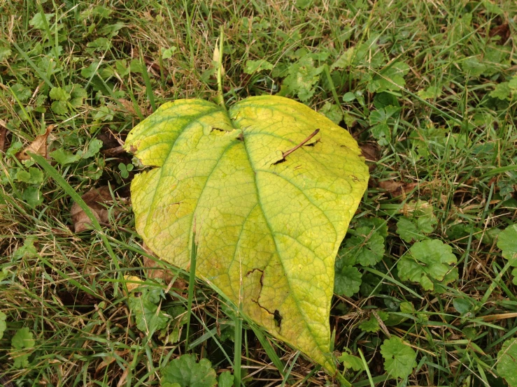 there is an empty green leaf on the ground