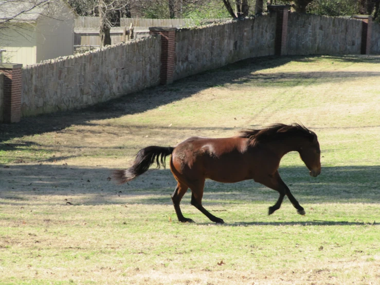 there is a horse that is walking in the yard