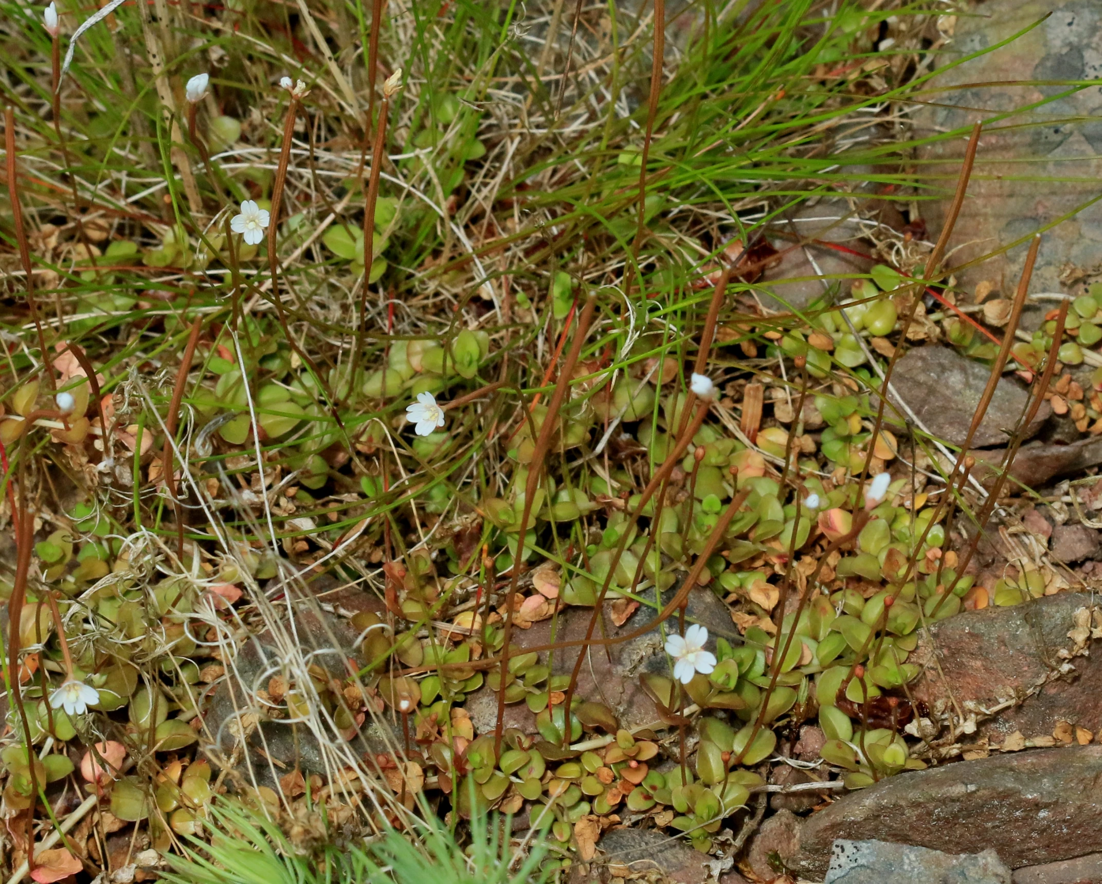 green and white flowers growing near rocks on the ground