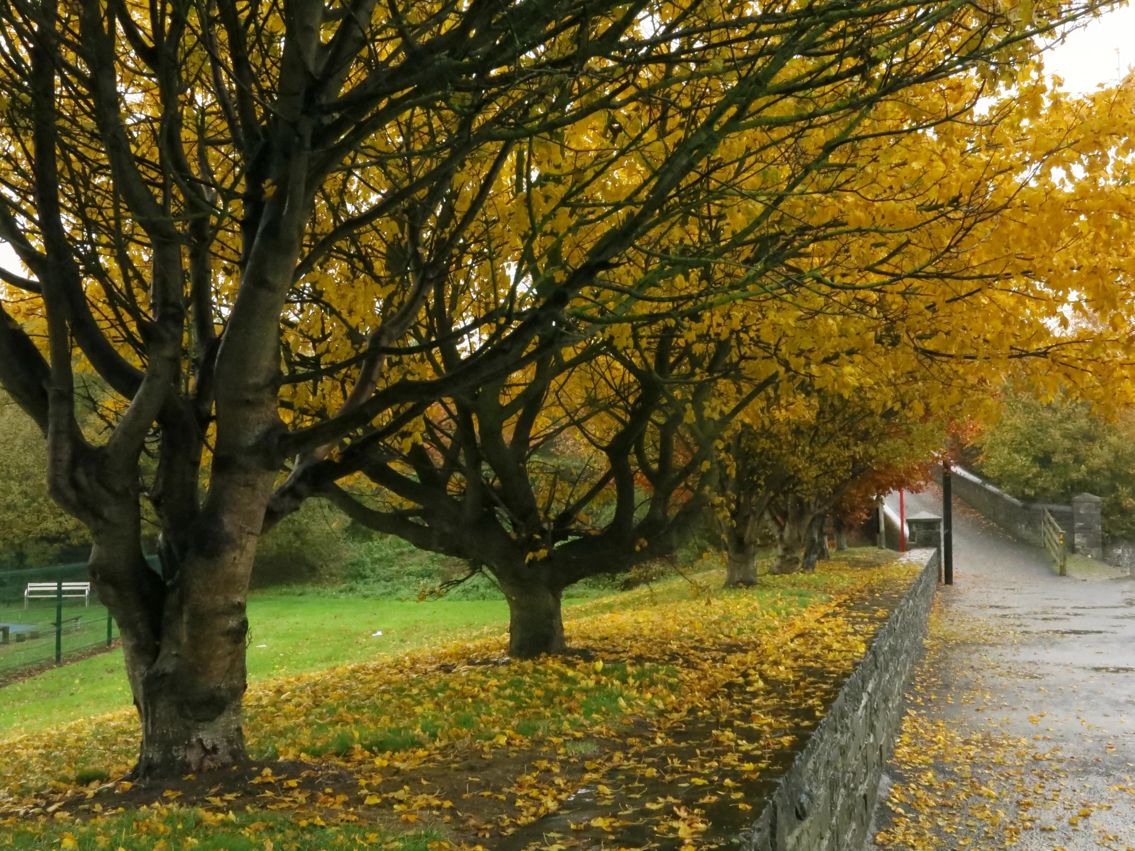 a wet road in autumn that is surrounded by trees