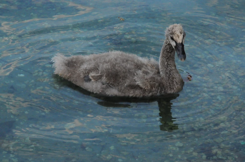 a gray duck swimming in the water