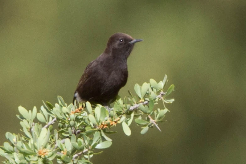 a small black bird with an intense look on it's face