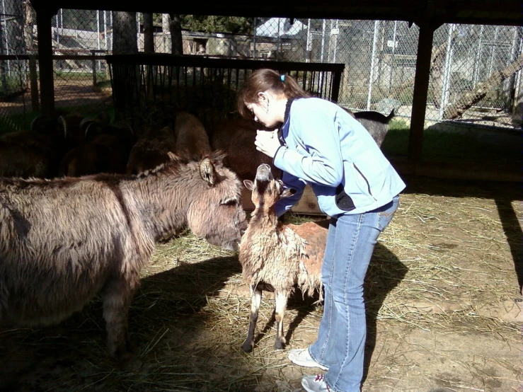 the woman is feeding her young donkey and she has