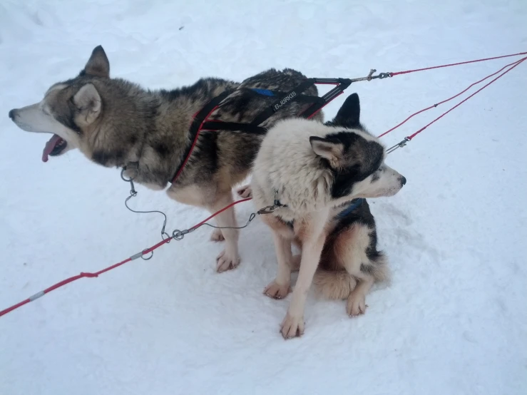 two large dogs tied to a leash in the snow