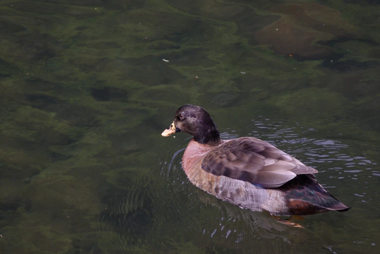 a duck that is swimming in some water