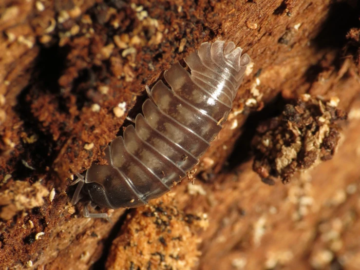 a tiny black insect that is standing on a tree