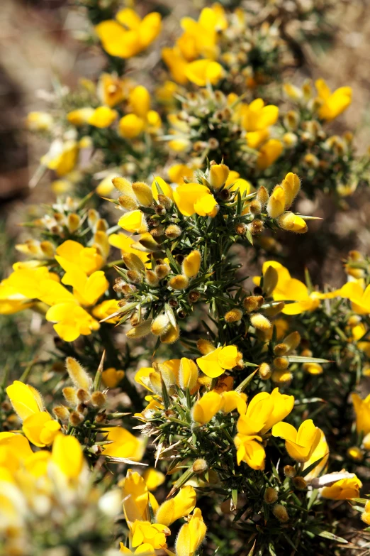 a flower growing on the side of a hill