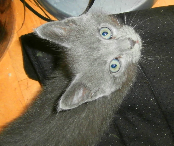 a grey cat is standing up and looking up