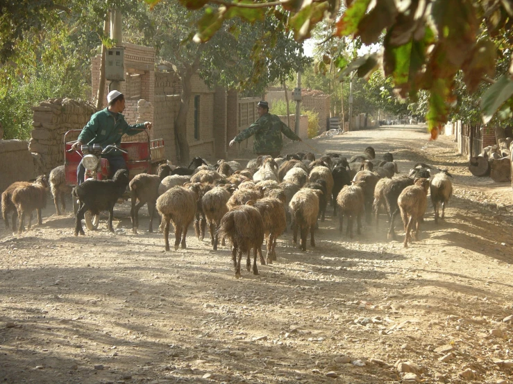 a man herding animals down a dirt road