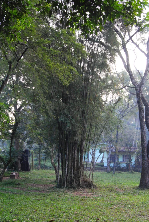 a wooden bench in front of some trees