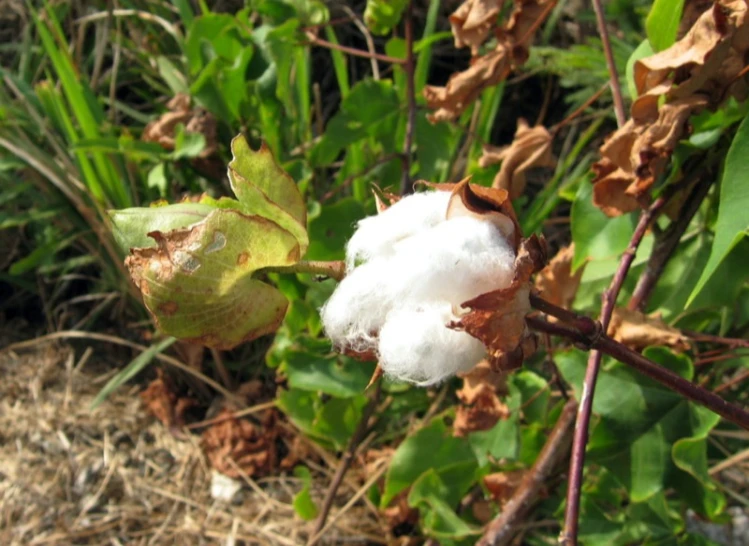 cotton growing out of a green plant