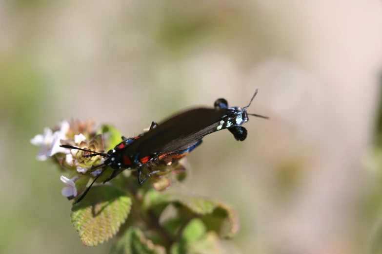 there is a black insect sitting on top of a flower