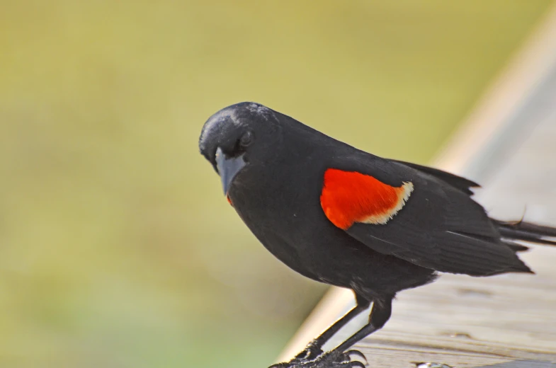 a black red and white bird on top of a wooden plank