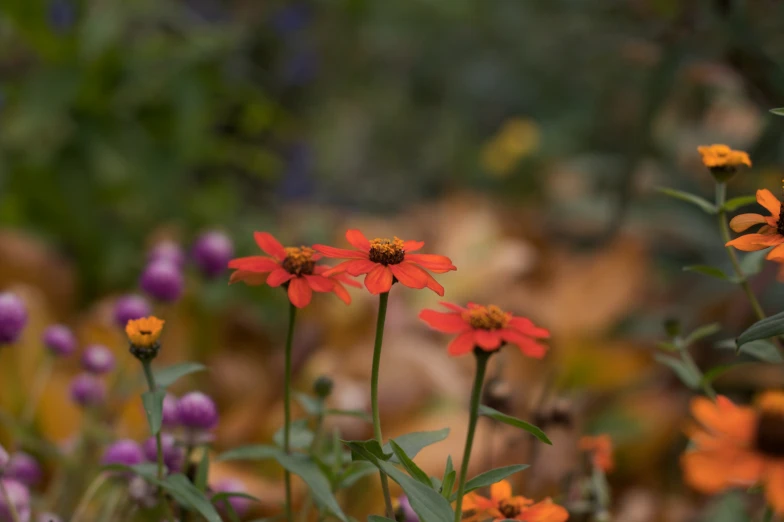 small red flowers in an open area surrounded by foliage