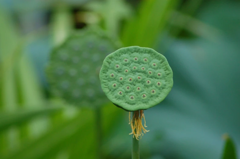 a close up of the end of a green flower