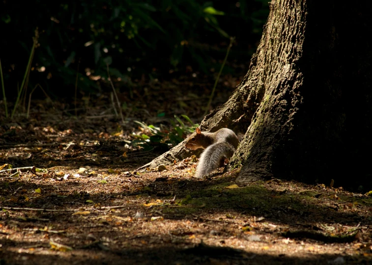 the squirrel is playing around inside the tree