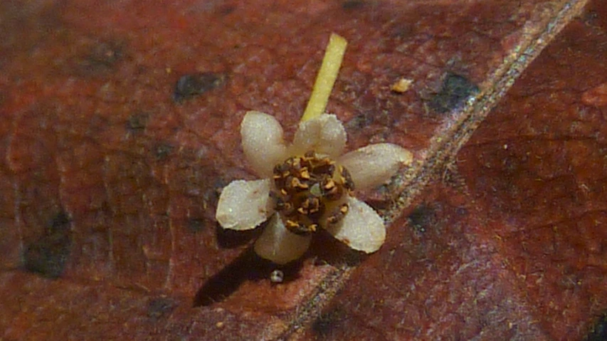 a yellow flower blooming on an orange leaf