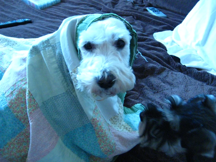 a dog wearing a towel and playing with it