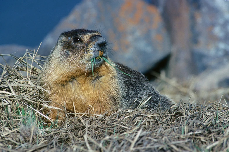 a marmot marmote marmos sitting on the ground